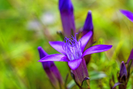 美丽的紫色 gentianella 小蠊生长在草地上