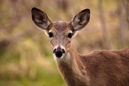 白尾鹿 Odocoileus 鹑觅食