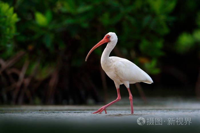 红嘴白尾巴的水鸟图片