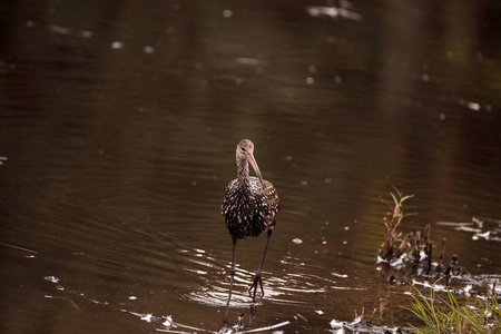 Limpkin 涉水鸟阿姆斯 guarauna