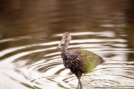 Limpkin 涉水鸟阿姆斯 guarauna