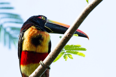 火热的嘴的 aracariPteroglossus frantzi