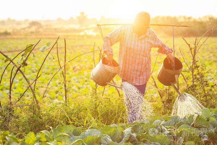 泰国农民或园丁浇水浇水蔬菜农场