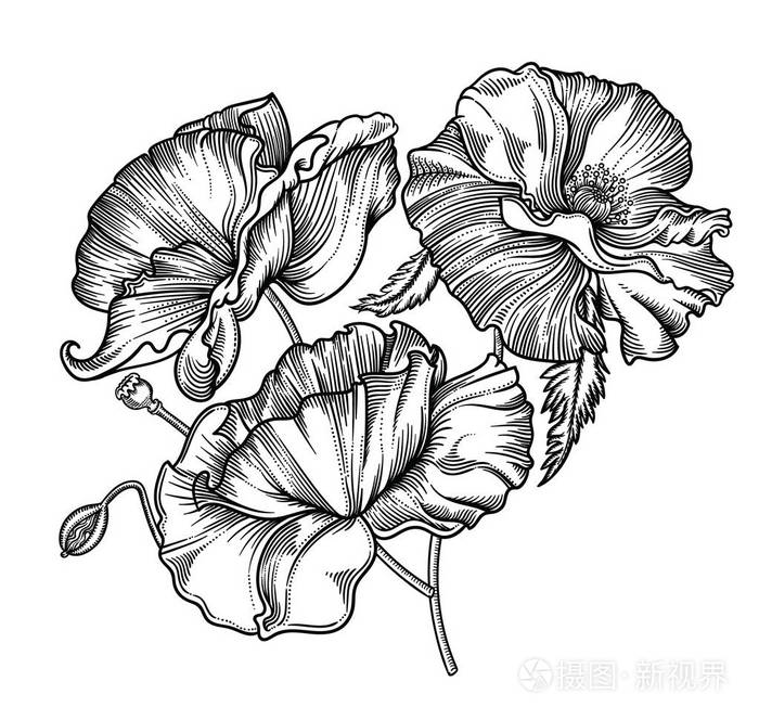 详细的花卉在黑白素描风格.高雅的花卉装饰设计.各组组成成分分离.