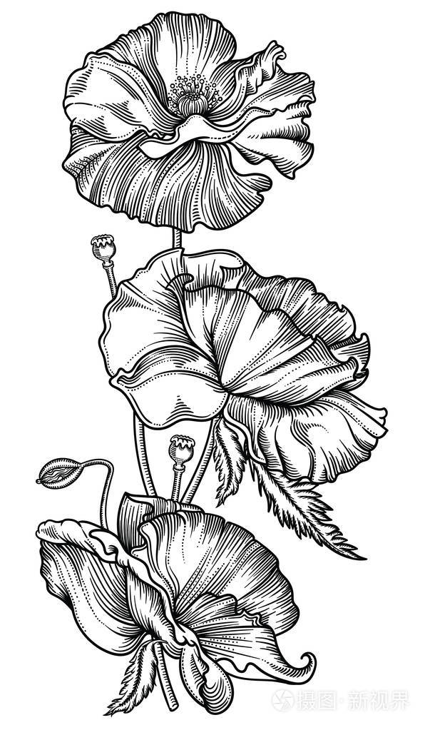 插画 花的矢量插图.详细的花卉在黑白素描风格.高雅的花卉装饰设计.