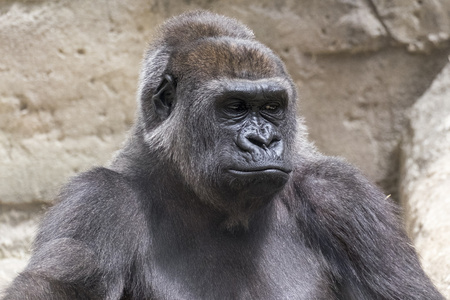 特写镜头的雄性银背大猩猩照片