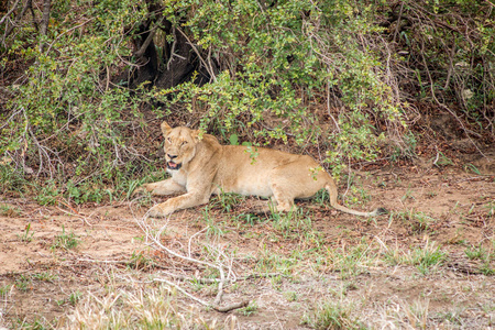 休息母狮在克鲁格国家公园南非