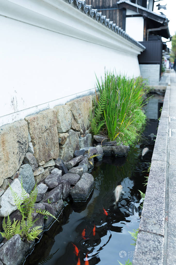 多彩的锦鲤池塘里的鱼