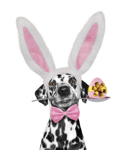 可爱的达尔马提亚狗, 兔子耳朵和复活节彩蛋。在白色上隔离