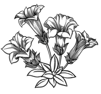 花的矢量插图。详细的花卉在黑白素描风格。高雅的花卉装饰设计。各组组成成分分离。在白色背景上隔离