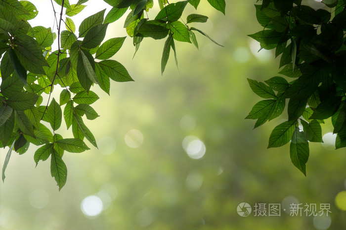 绿色的春叶和景