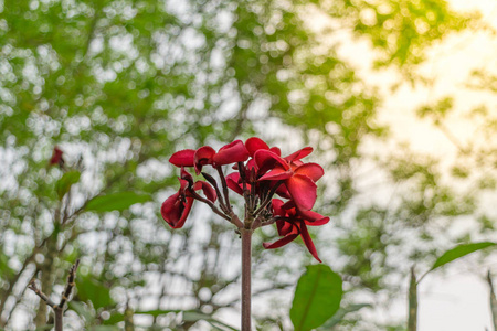 美丽的鸡蛋花