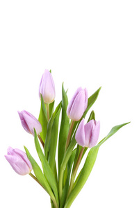孤立在白色背景上的紫色郁金香的花束
