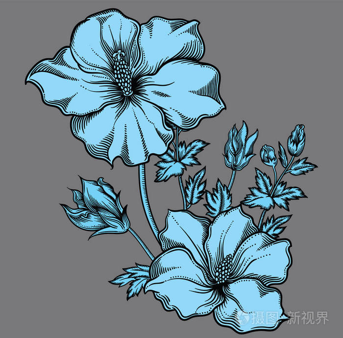 矢量详细说明盛开的花朵.具有黑色轮廓的草图样式的高质量插图.