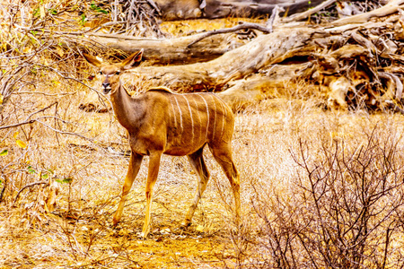 南非中央克鲁格国家公园干旱受灾地区的女性羚