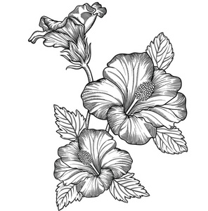 花的矢量插图。详细的花卉在黑白素描风格。高雅的花卉装饰设计。各组组成成分分离。在白色背景上隔离