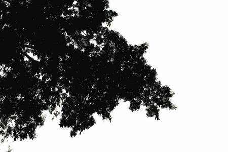 树图片黑白唯美图片