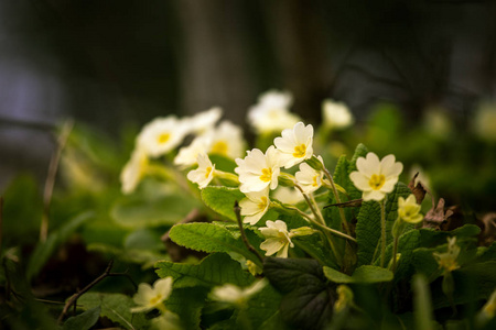 在春天自然背景上的美丽的白色 primulas