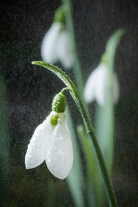 五彩缤纷春季白花与柔和的背景