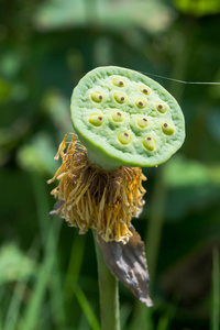 莲子是成长和花粉正在下降