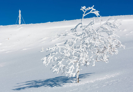 冬白霜树, 塔和雪堆 