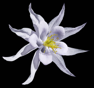 没有阴影特写.一朵美丽的淡白色的樱花.性质照片