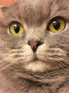 滑稽搞笑苏格兰折耳猫猫与大橙色的眼睛那滑稽的样子.搞笑贴纸照片