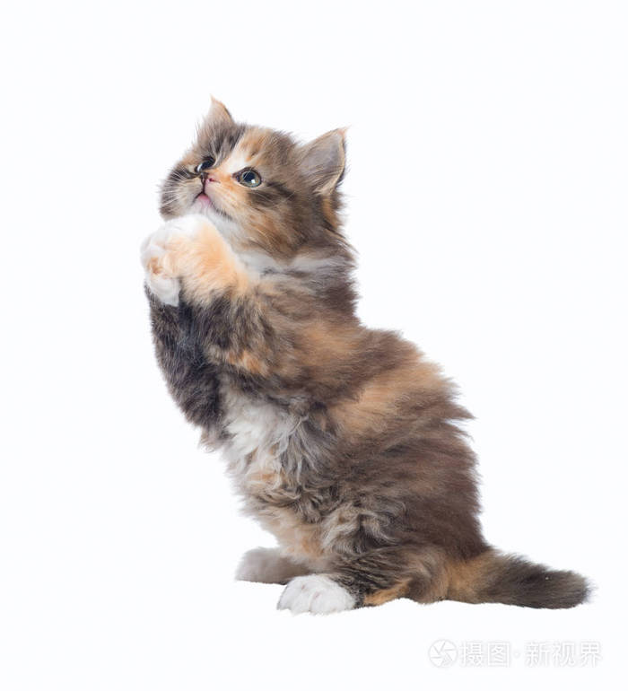 小猫站立在它的后腿和乞求, 问.孤立