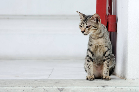 无家可归的猫坐在地板上的寺庙