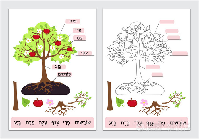 clipart 的部分.结构树干, 根, 分支, 果, 叶, 根等.学生的工作页面.