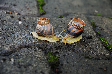 钉螺的结婚戒指.蜗牛的吻照片