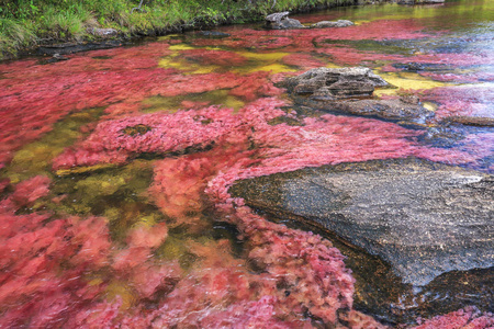 卡诺 Cristales 五色河, La 玛卡莲娜, 元, Colomb