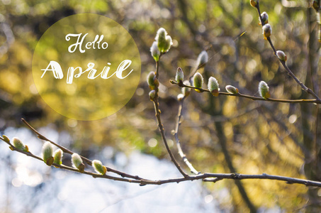 柳树枝为庆祝春天和复活节假期, 天