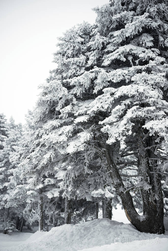 风雪中的松柏树图片图片