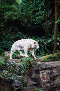 野生动物拍摄的一只白色的老虎