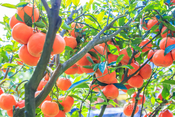 与成熟的橘子树