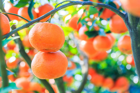 与成熟的橘子树成熟的橘子树成熟的橘子树成熟的橘子