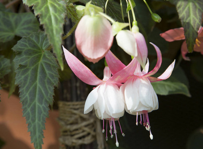 跳舞的花瓣图片