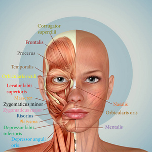 面部肌肉图片
