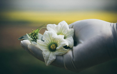 属或药用属花