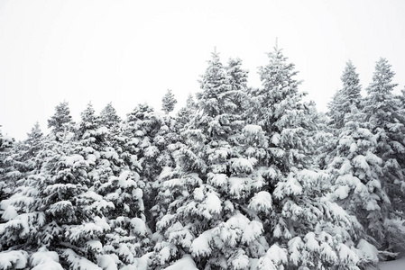 松树和雪