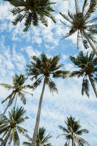 棕榈树对蓝蓝的天空
