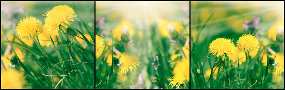 蒲公英花在草甸, 美丽的花朵盛开的蒲公英春天春天