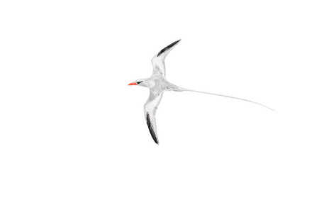 一个成人, 红喙热带鸟, 法厄 aethereus, 海鸟