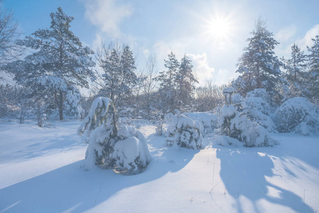 美丽的冬季松树林在雪中闪耀的阳光灿烂的日子