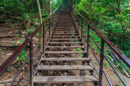 在森林里的走道桥