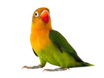 相思鸟比翼鸟费氏呆呆鹦鹉照片