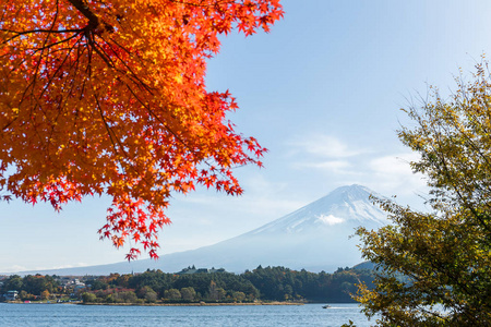 枫树山富士