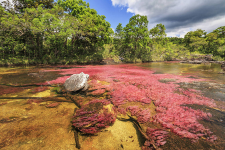 卡诺 Cristales 五色河, La 玛卡莲娜, 元, Colomb