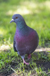 鸽子色鸽子的肖像照片